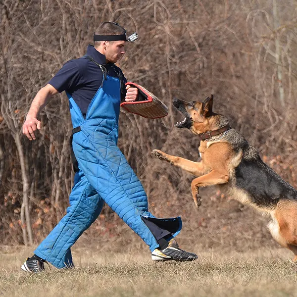 DRESSAGE DE CHIEN