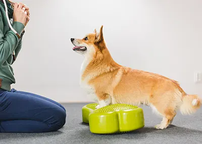 Le fitness canin pour entretenir